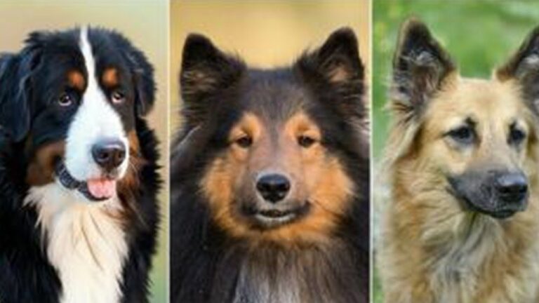 La genealogía de un animal de raza: historia y descendencia