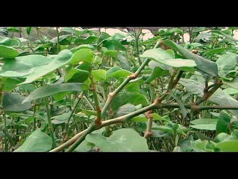 Construye tu árbol genealógico con Concuno: una guía completa